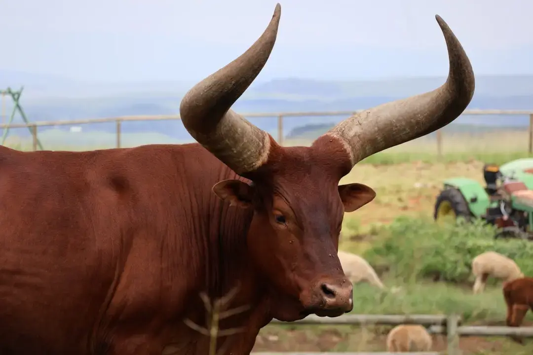Horoscopul lui Taurus pentru 23 mai 2026: Reevaluarea valorilor