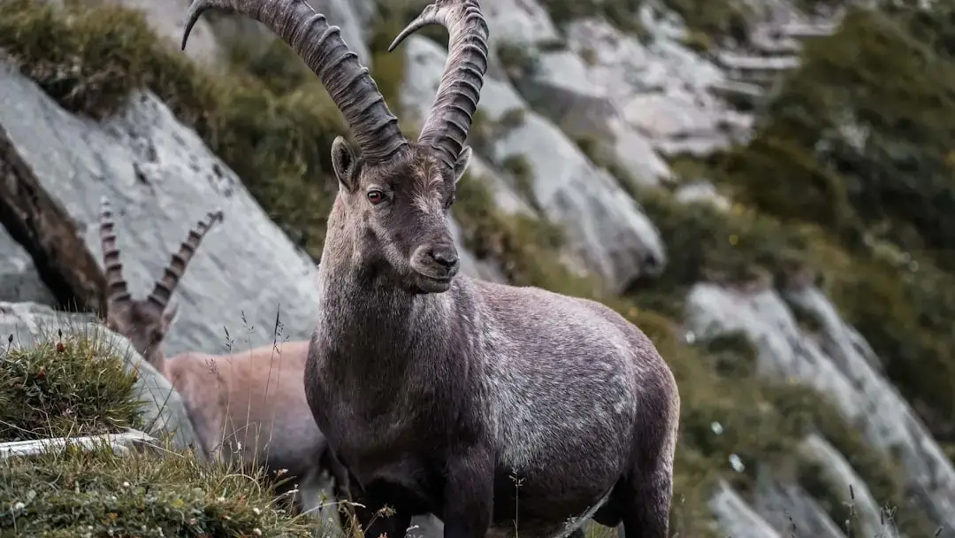 Lună nouă în Capricorn Semnale Eclipse Sezon