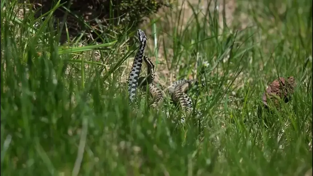 Lupta viperei din Retezat surprinsă în imagini spectaculoase de apărare