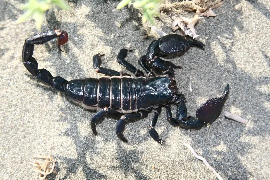 Scorpionul se confruntă cu o schimbare neașteptată de carieră în timp ce eclipsa Lunii Noua deschide un nou portal