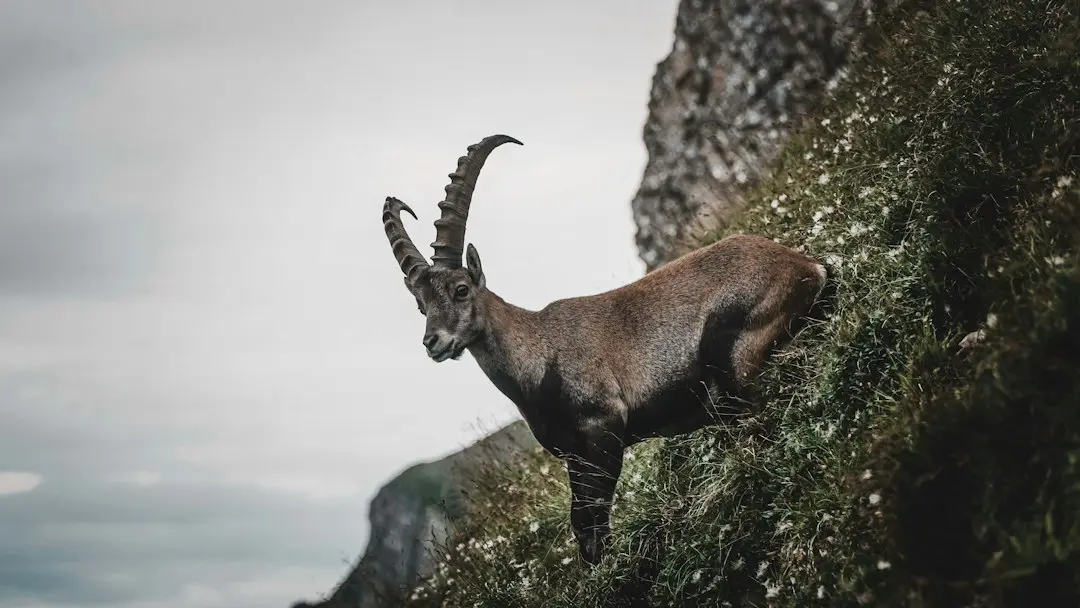 Horoscop Capricorn 29 septembrie 2026: O pauză binevenită pentru visele amânate