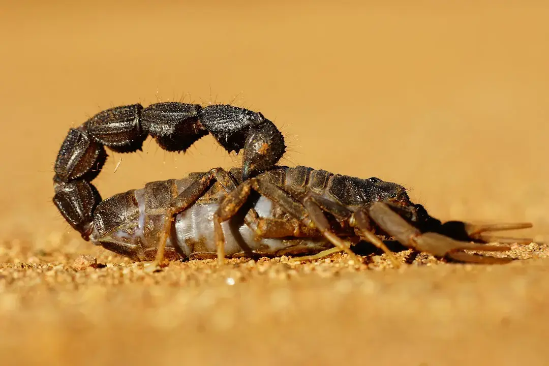 Venus retrograd în Scorpion: ce sentimente ascunse vine la suprafață pentru fiecare zodie