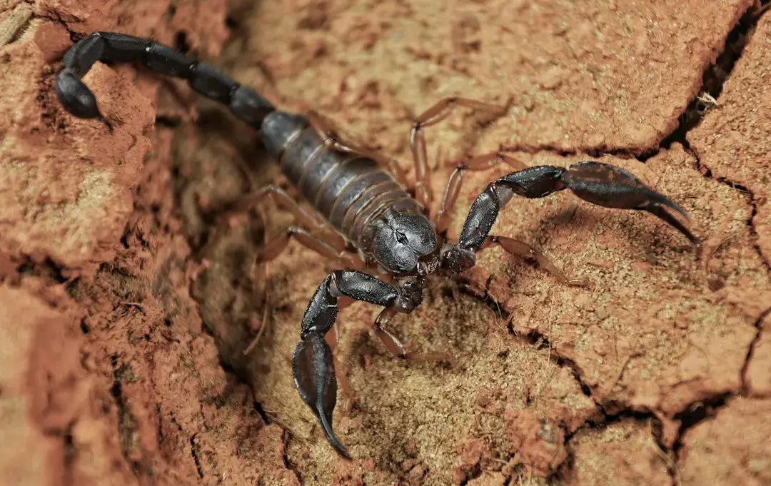 Venus retrogradă în Scorpion: O perioadă de așteptare pentru iubitori și profesioniști